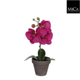 Phalaenopsis Purple In Pot Ø9Cm - H26Xd12Cm